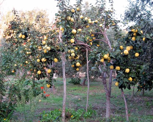 Ayva Sarı Nar Kırmızı