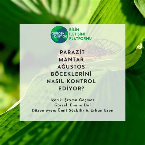 Ağustos Böceklerini Unutma