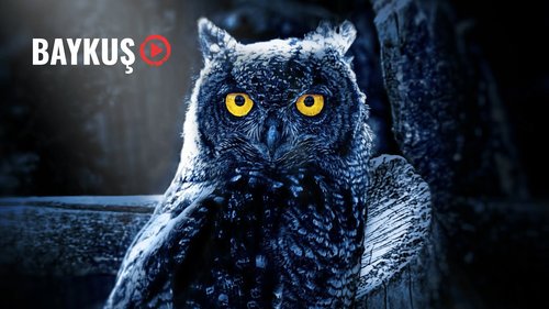 The Reign of the Owls - 2000 (Baykuşların Saltanatı)