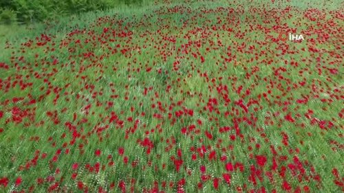Poppy Field (Gelincik Tarlası)