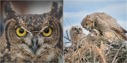 The Reign of the Owls (Baykuşların Saltanatı)