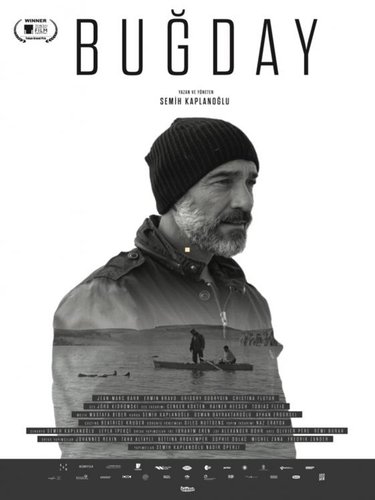 Grain (Buğday)