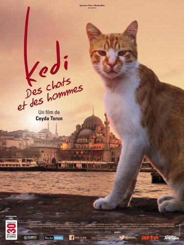 Kedi